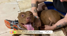 Pitbull Monster: Características, cuidados e curiosidades do cachorro 23 01 2023