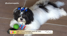 Shih-Tzu é a segunda raça de cães mais querida do Brasil 16 01 2023