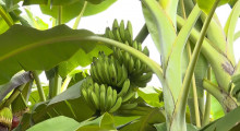 Plantação de bananas em Barro Duro se torna destaque na região 15 04 2023
