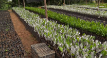 Agricultores do Vale do Canindé são beneficiados com mudas e sementes para produção 28 01 2023