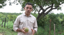 Em Palmeirais, pequi se transforma em renda para agricultores rurais 28 01 2023