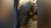 Peixe-boi de com quase 400 kg é resgatado na Pedra do Sal em Parnaíba 11 02 2023
