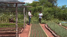 Em Palmeirais, famílias utilizam quintais para plantio de hortaliças 06 05 2023