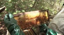 Apicultura do Piauí exporta 7 mil toneladas de mel em 2022 e Oeiras é principal polo 01 04 2023